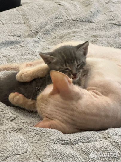 Донской сфинкс котята