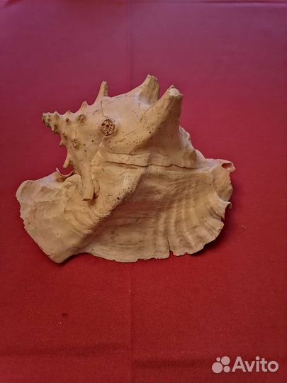 Ракушка океаническая