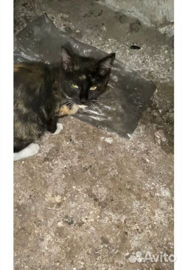 Котенок в добрые руки