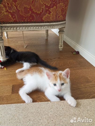 Котята бесплатно