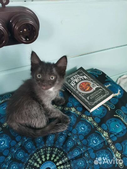 Котята счастья