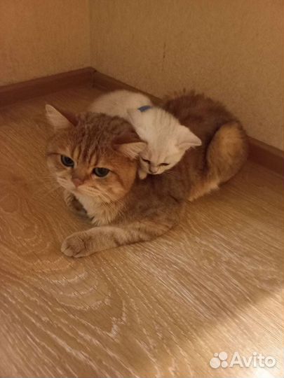 Британский кот вязка