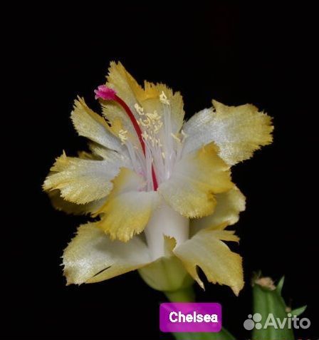 Декабрист шлюмбергера