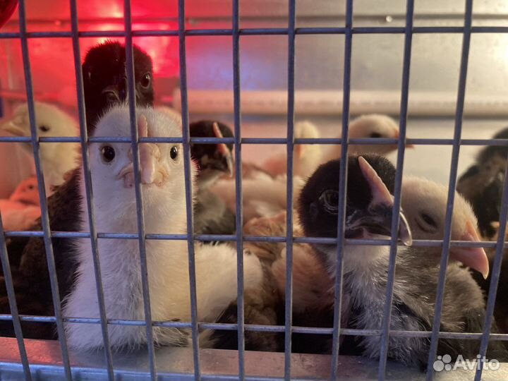 Брудер для цыплят б/у