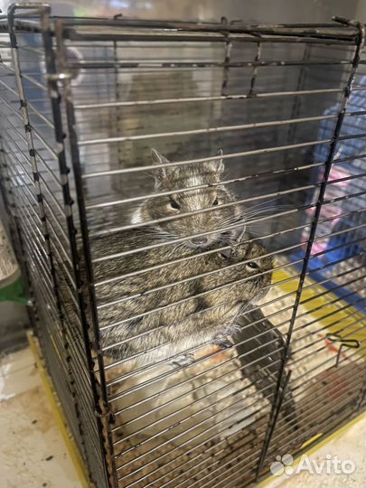 Чилийские Белки Дегу