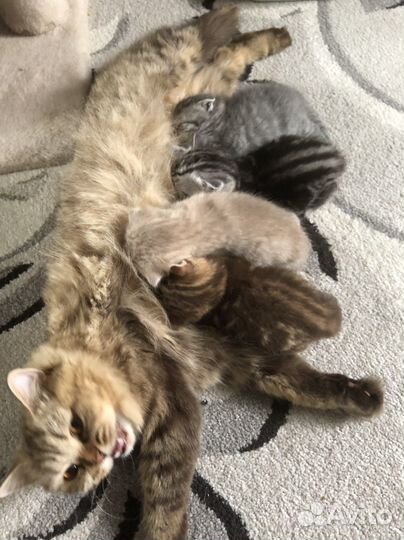 Бронь Шотландские котята