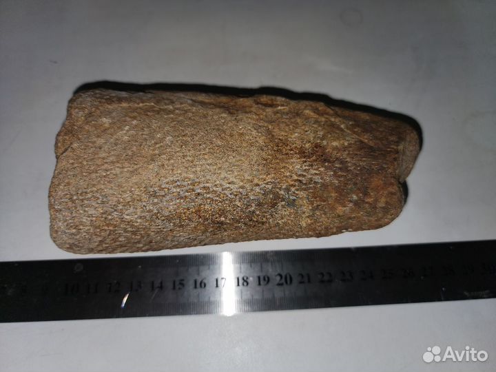 Окаменелый ствол Сигиллярии, отпечаток