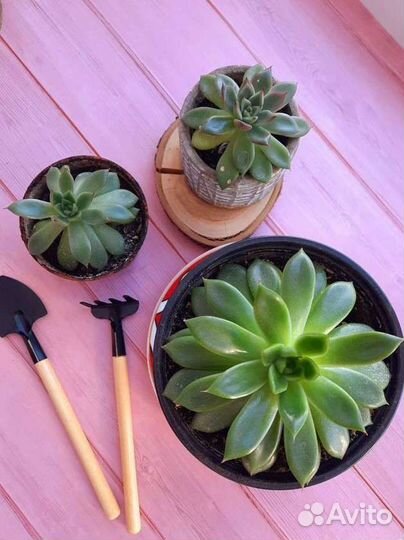 Суккуленты