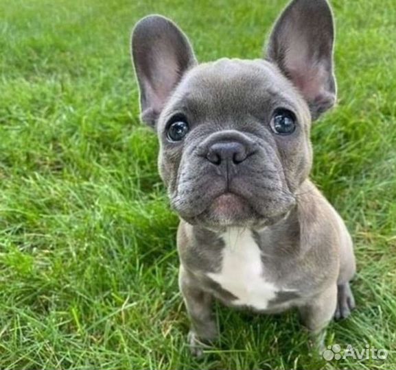 Французский бульдог щенки