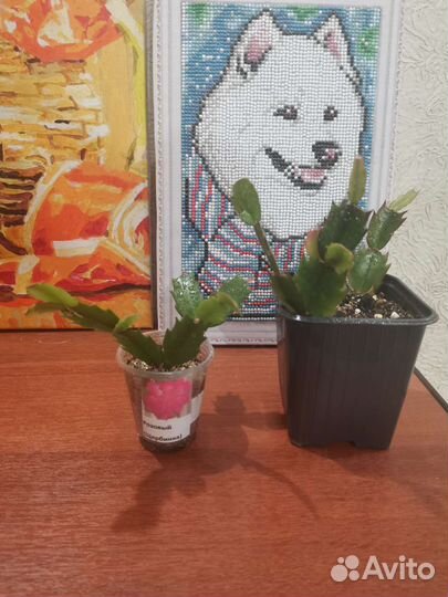 Декабрист шлюмбергера