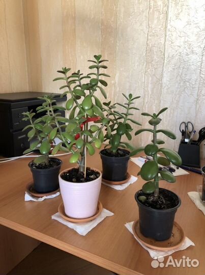 Толстянка денежное дерево