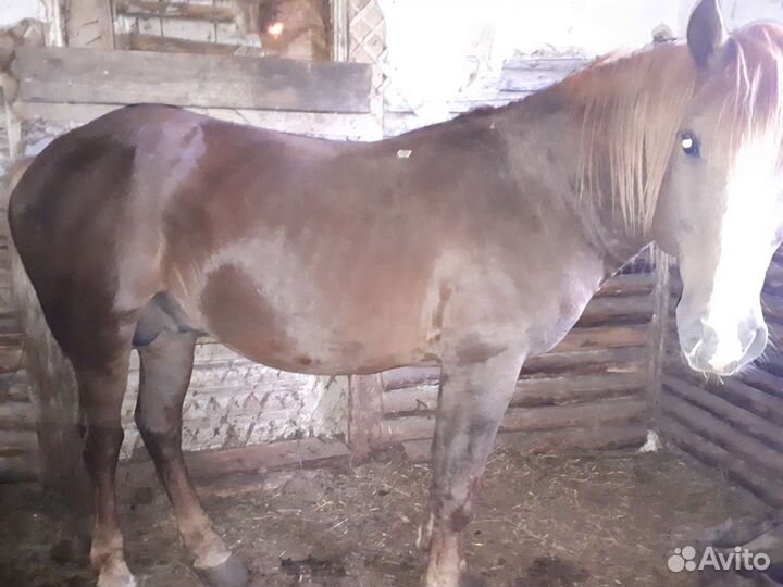 Продам животных