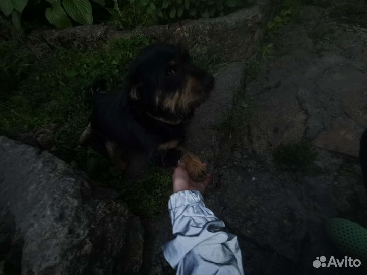 Собака дворняжка