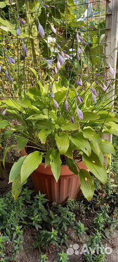 Хоста, многолетники