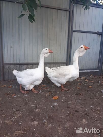 Холмогорские гуси. Тульские гуси