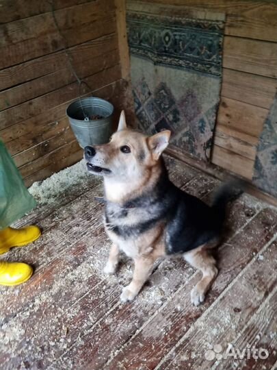 Феникс. Красавец и добряк. Приют Некрасовка