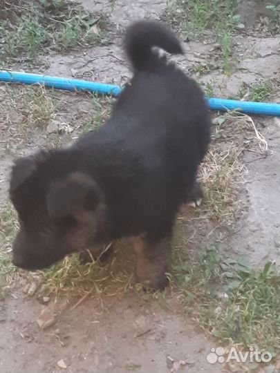 Щенки немецкой овчарки