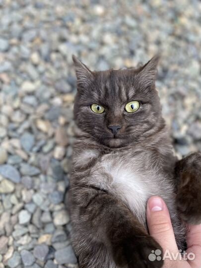 Кошечка подросток