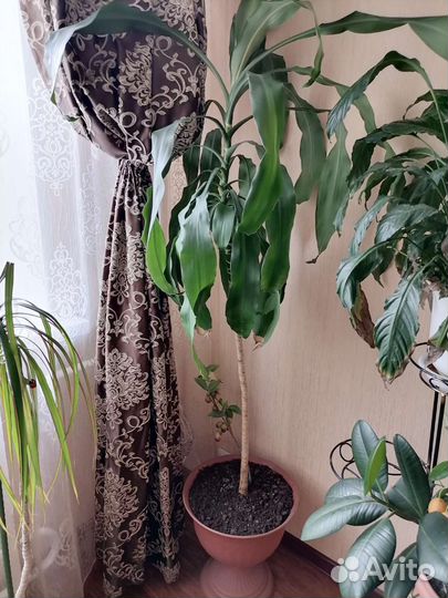 Драцена, фикус