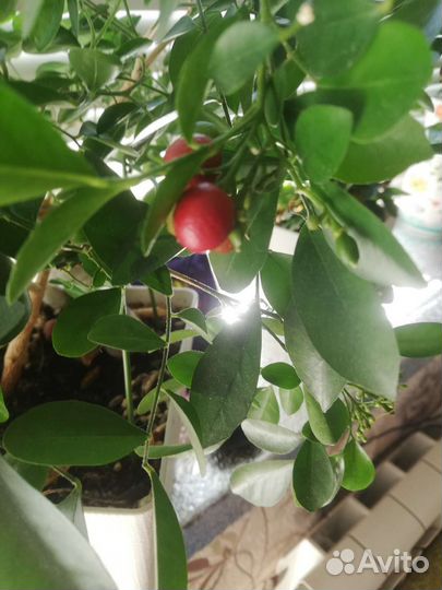 Домашние цветы