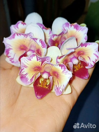 P.Little Gem Stripe '5210'