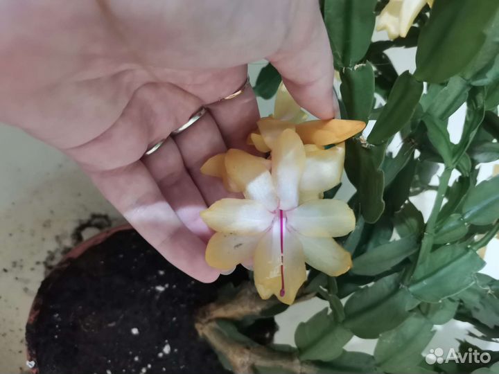 Декабрист шлюмбергера