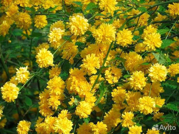 Декоративные растения