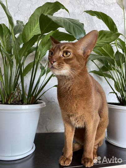Абиссинский кот на вязку
