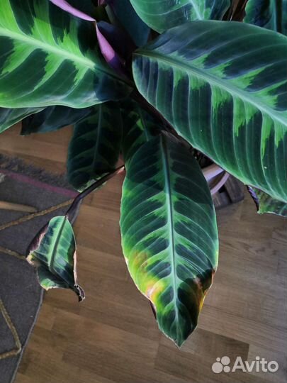 Калатея варшевича взрослая