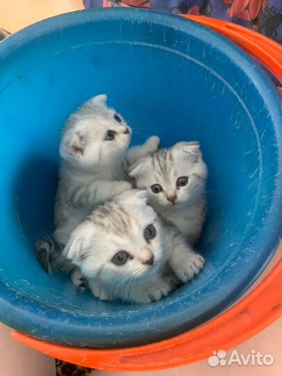 Шотландская вислоухая