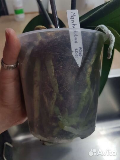 Орхидея фаленопсис бронь