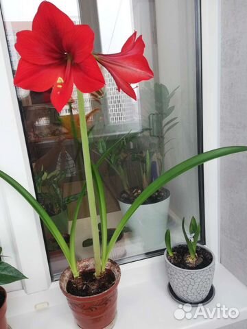 Гиппеаструм амариллис