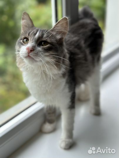 Пушистый электровеник