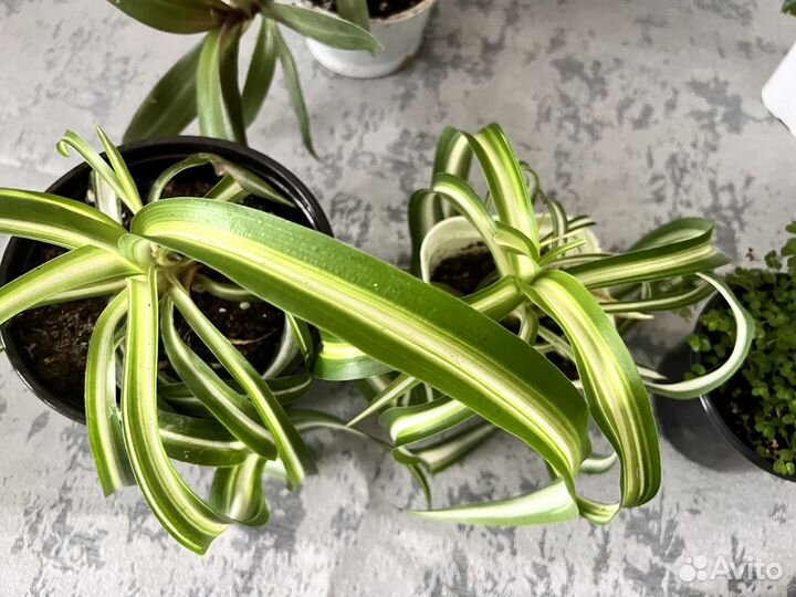 Комнатные цветы