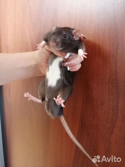 Крыса дамбо