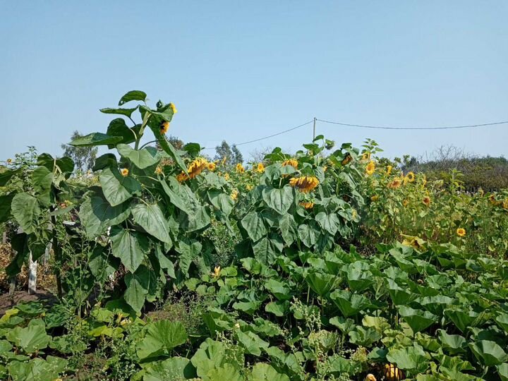 Участок 7,3 сот. (СНТ, ДНП)