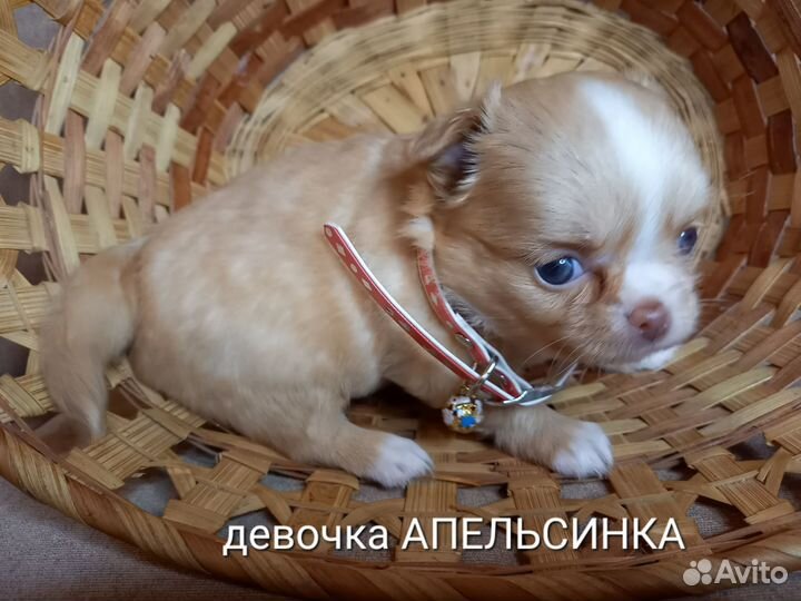 Щенки чихуахуа