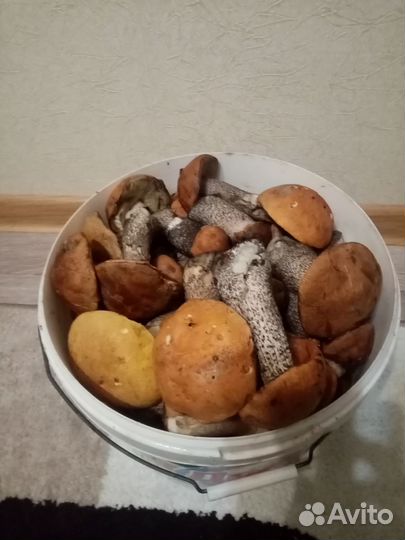 Грибы свежие красноголовики и волнушки