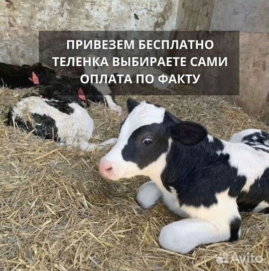 Телята мясные породы