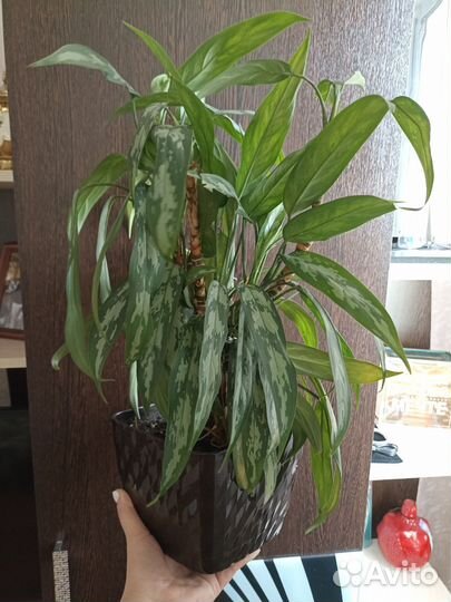 Комнатный цветок Аглаонема