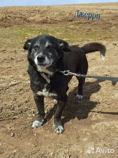 Мини собаки