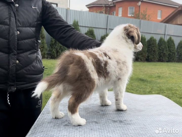 Миниатюрная американская овчарка