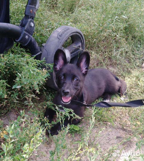 Собака в добрые руки щенок отдам бесплатно