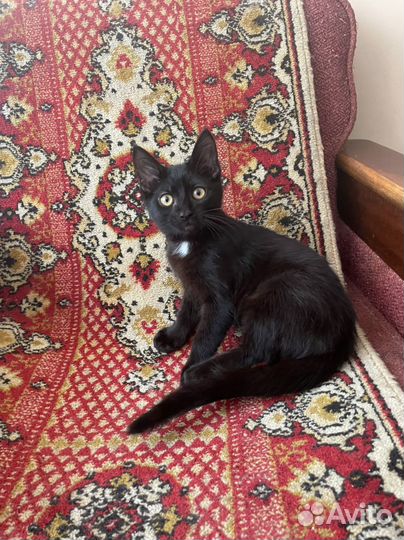 Котята ищут дом