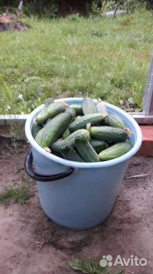 Огурцы с грядки