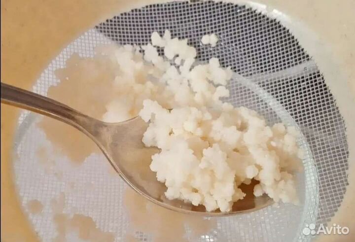 Чайный гриб, молочный, кефирный гриб