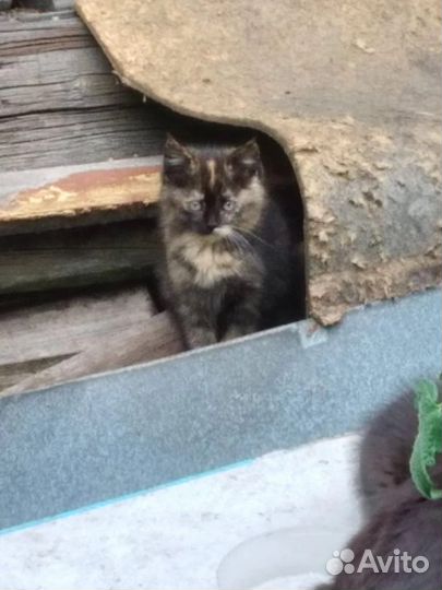 Кошка ищет дом