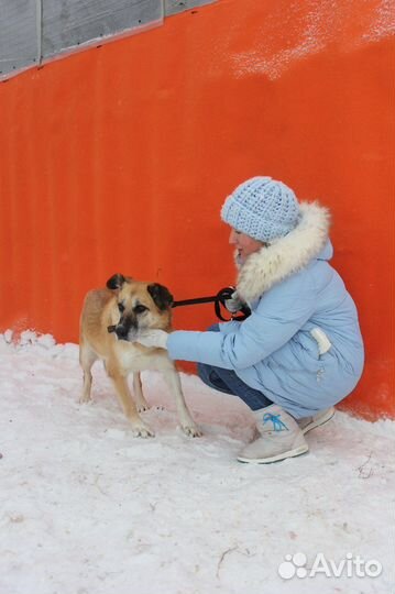 Спокойная собака из приюта в поиске дома