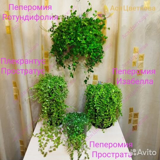 Ампельные пеперомии и плекрантус