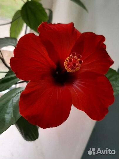 Гибискус китайская роза, фикус бенджамина